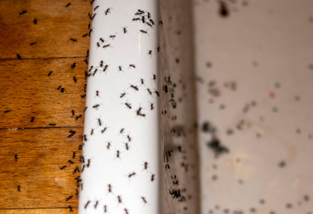 Reliable Lake Hopatcong, NJ Pest Control Solutions